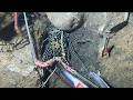 Diving under the sea to catch eels, crabs and sea cucumbers | Part 249-1