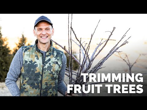 Trimming Fruit Trees in Early Spring