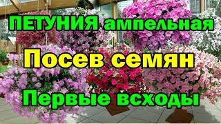 ПЕТУНИЯ ампельная. Посев семян. Первые всходы.