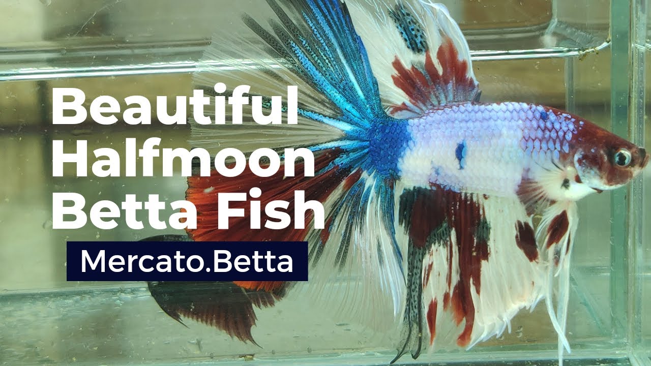 Half Moon Betta  Half Moon Betta Fish for Sale — JV Betta