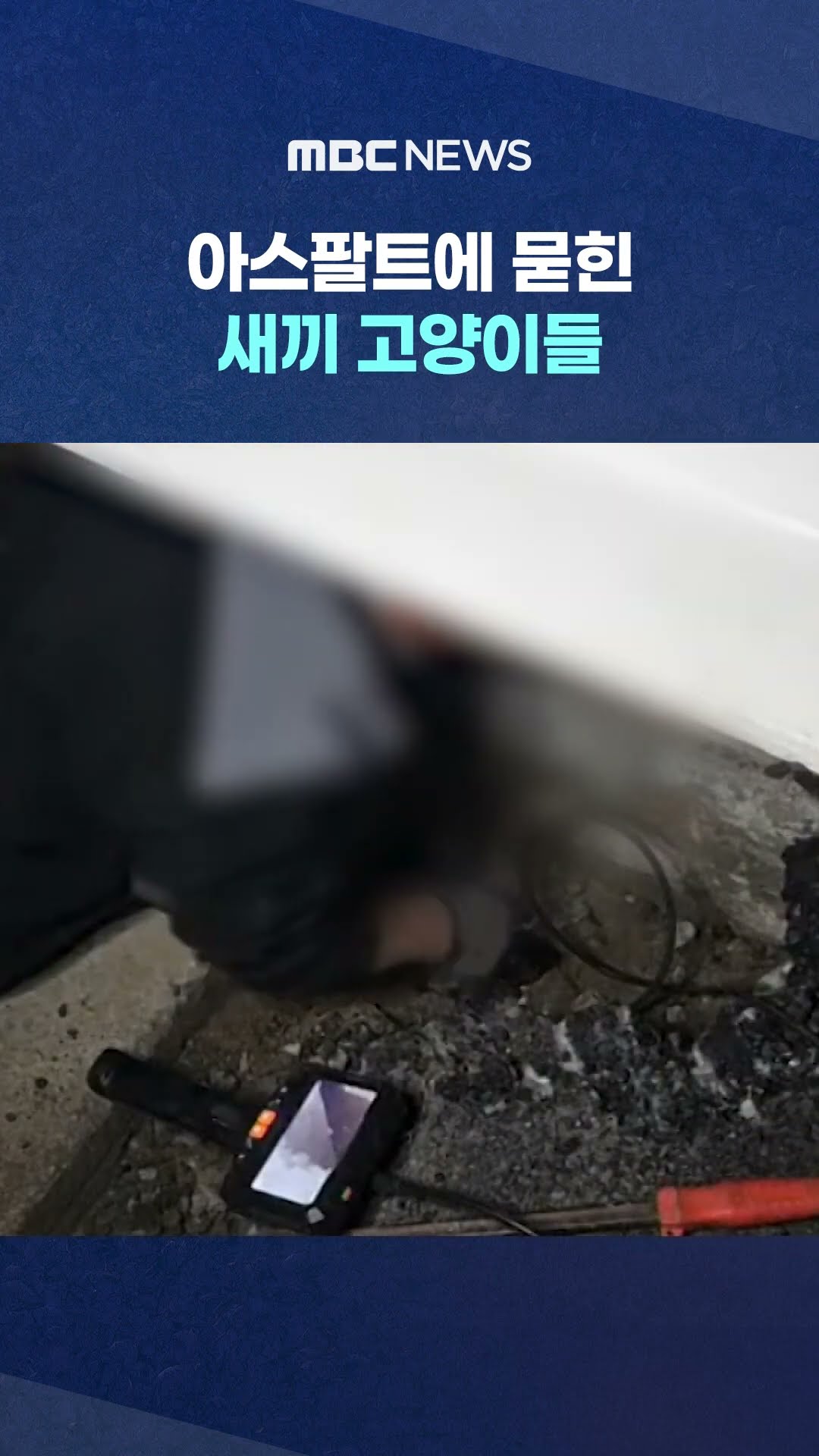 아스팔트에 묻힌 새끼 고양이들 #Shorts (MBC뉴스)