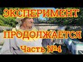 Эксперимент продолжается! Часть №4 Если нуклеусы так сработали - есть над чем задуматься. ᵗʰᵃᶰᵏᵧₒᵤ 📝