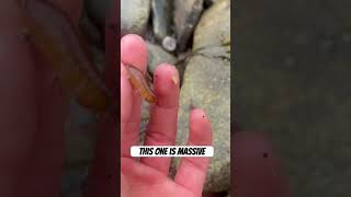 Giant Gammarus Amphipods