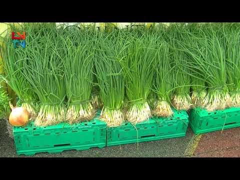 Feira do Cebolo de Alfaião