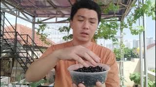 Cara Tanam Microgreens Kedelai Hitam Malika