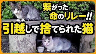 【命のリレー】飼い主引越しで置き去りにされた猫たち...優しい人の手で救われた命