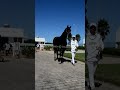 الفحل العربي البربري    المباراة الوطنية لتربية الخيول العربية البربرية بالجديدة