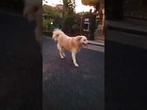 Rani Songraofficial Short Rani