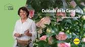 Cuidados de las camelias - Decogarden - Jardinatis - YouTube