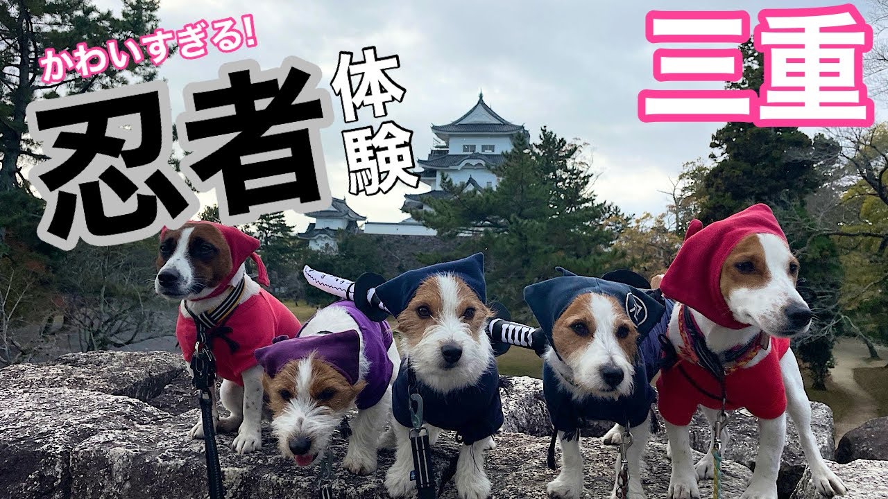 【激かわ】愛犬が忍者体験をして街を練り歩いてきた