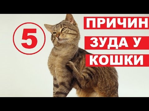 Почему кошка чешется | 5 причин