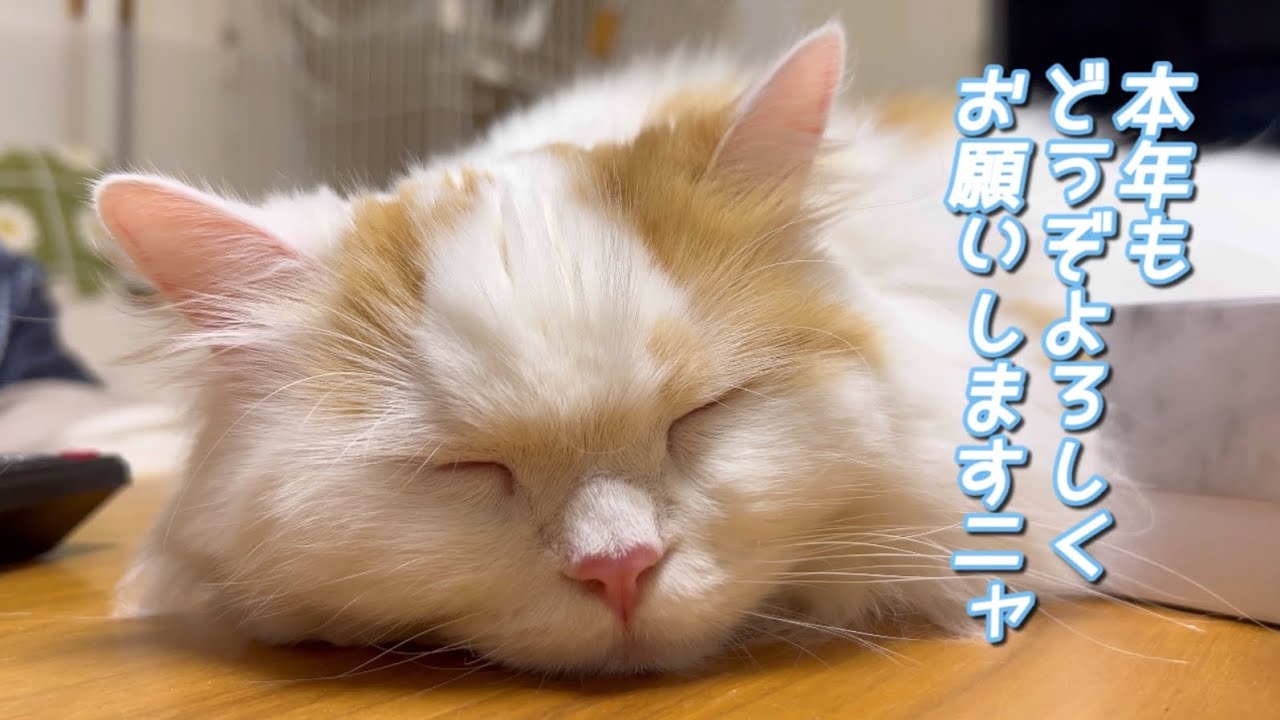 ［cat・ねこ・スコティッシュフォールド］大好きなハンモックを弟猫にゆずる兄猫がけなげ❣️