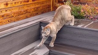 картинка: Как пума Месси караулит Герду из засады. Кто тут самый смелый кот?