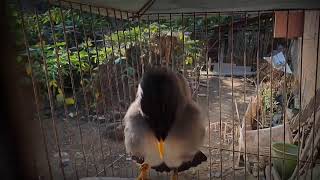 PANCINGAN JALAK KEBO BISU 99% AUTO NYAUT || terapi jalak kebo malas bunyi