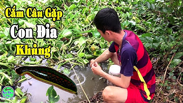 đi cắm câu cá lóc gặp CON ĐỈA TRÂU chà bá | NGÃ NĂM TV