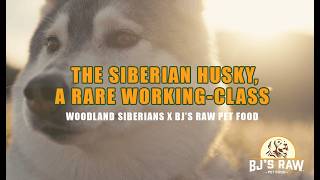 Built For Endurance: How Raw Pet Food Powers Working Dogs | Woodland Siberians 🥩