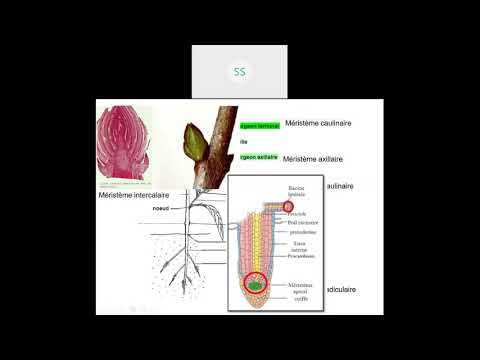 Vidéo: Quel est le rôle du méristème ?