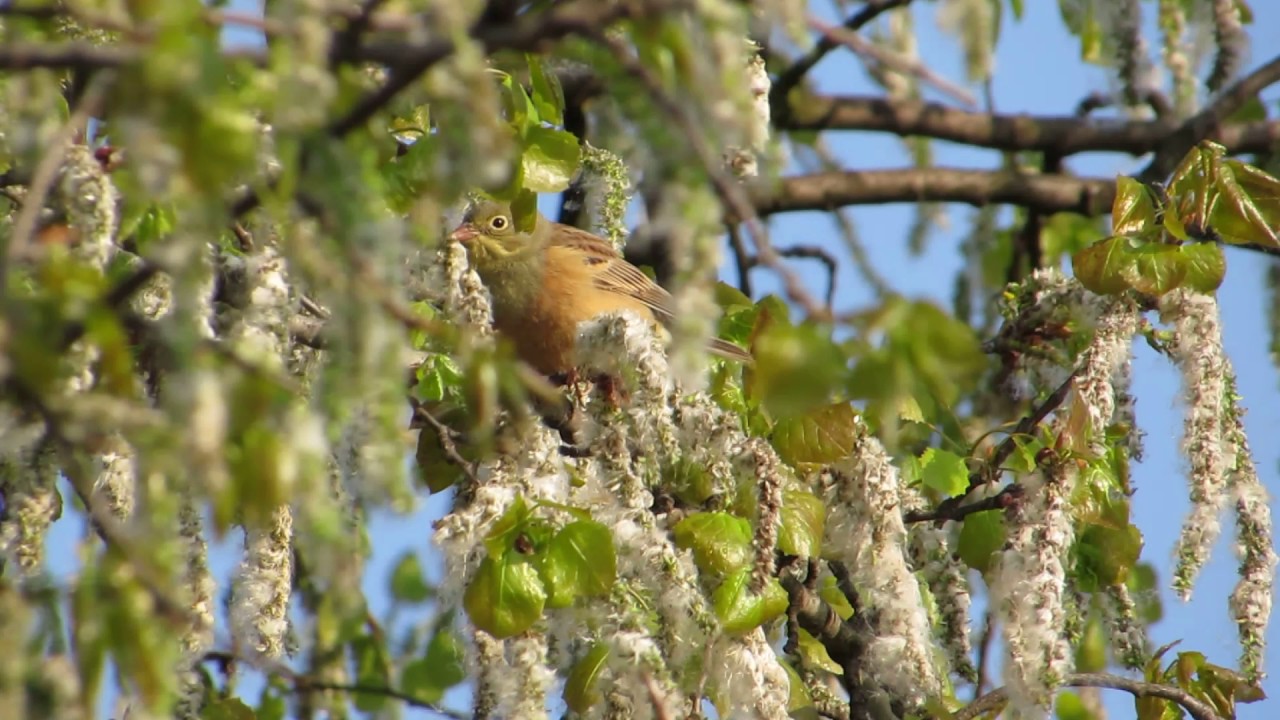 Strnad zahradní, Emberiza hortulana, Ortolan Bunting 