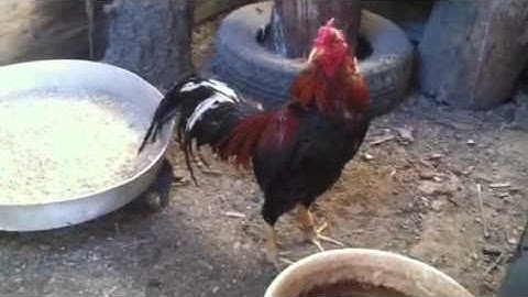 Qaib Thai Brood & Spangle Hen