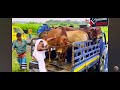Cow video , animal, big cow, hamba cow, guru , cow videos, gorur haat Bangladesh market,