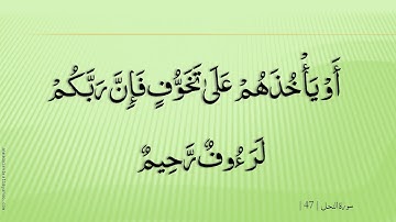 سورة النحل 16 القارئ هاني الرفاعي