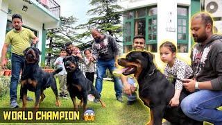 They have world class Rottweilers at there Home in shimla (Himachal Pradesh)