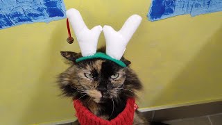 Betty's Ugly Christmas Sweater! Meow! by CAT-astrophic! 30 views 5 months ago 28 seconds