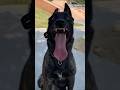 🏆Malinois oder Dutch Shepherd – welcher K9-Hund passt besser zu dir?