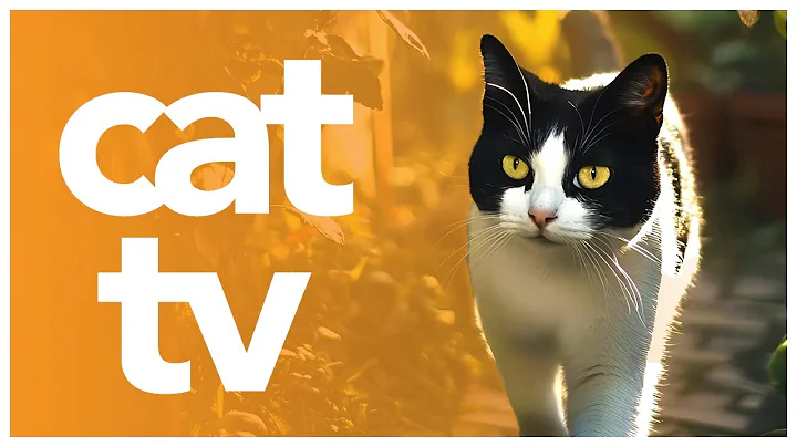 Video 5940351: forest wildlife, cat entertainment