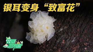 一年只产一季的银耳你见过吗？这里种植的银耳品质高，赚钱多！想在有限的时间里提高产量，看看专家有什么高招？丨「田园帮帮团」20230711