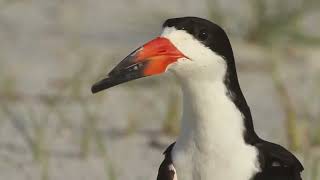 Birds with Super Beaks: Fun Facts for Kids