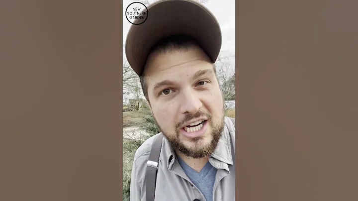 3 Beautiful Must Have Evergreen Plants for Screening and Privacy! #gardening #evergreenscreen #hedge