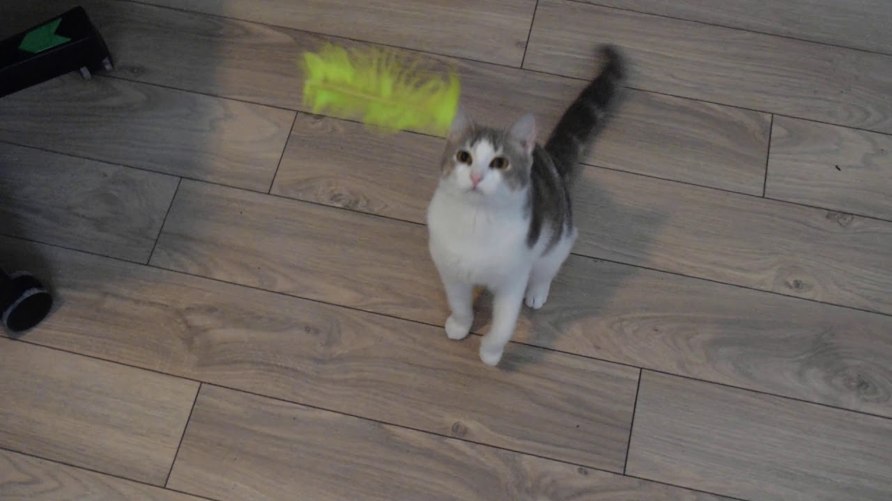 Cat catching a feather - YouTube