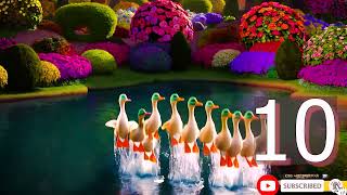 Counting Ducks Kap Show