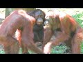 Three boy orangutans go all out to play / 全力で遊ぶ子どもオランウータンたち