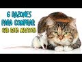 6 razones para comprar una rata mascota