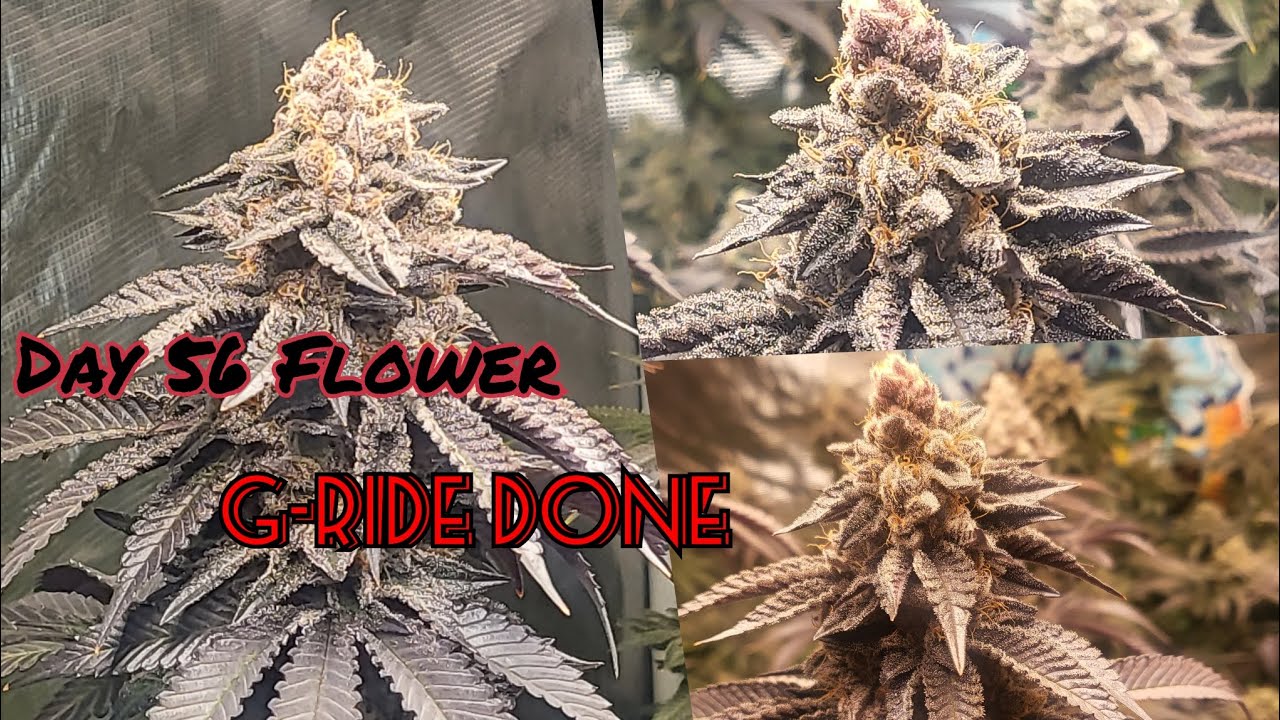Seed To Harvest Ep4. Week 8 Flower. G-Ride is getting Chopped. 