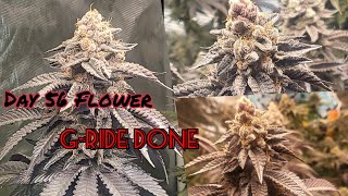 Seed To Harvest Ep4. Week 8 Flower. G-Ride is getting Chopped. #TNBFAM #tnbnaturals #floraflex
