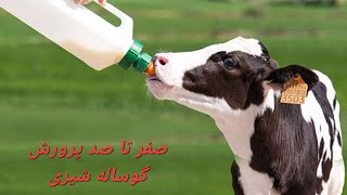پرورش گوساله شیری | صفر تا صد از تولد تا قطع شیر