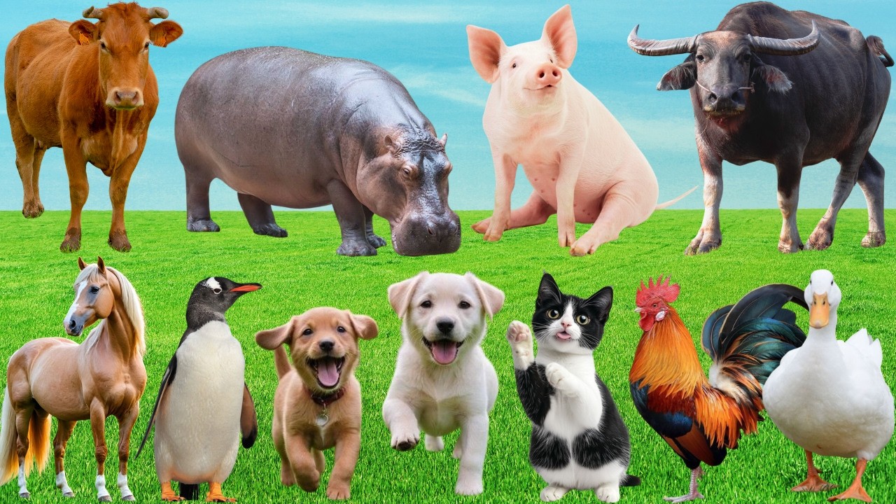 🎶Khúc Hát Yêu Thương 