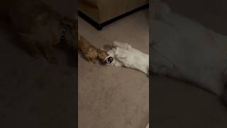 Great Pyrenees VS. Australian Terrier  Dogs Playing