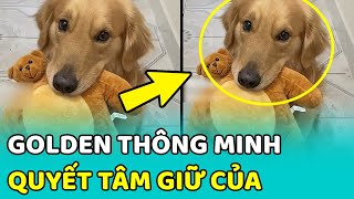 😻 Bé chó Golden THÔNG MINH quyết GIỮ CỦA dù mẹ đã mang đi vứt  | MEOW
