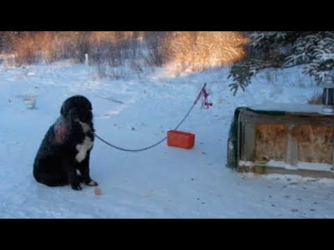 Video: Nórsky Elkhound
