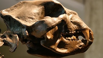 Illumina - Adventures in Genomics: Footprints of Climate Change in Ancient DNA by Scratch Media