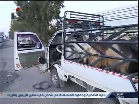 ضبط سيارة نوع سوزوكي تحوي ذخيرة بندقية تم إخفاؤها داخل حيوانات