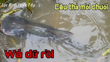 Sự dụng chai nhựa cắm Câu Cá Tra Sông lớn mồi chuối dưới đám lục bình kéo quá đã