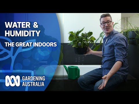 Water and Humidity | Indoor Plants And Balcony Gardens | Gardening Australia