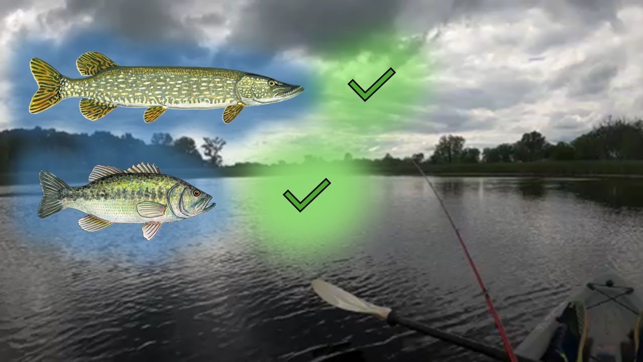 Aggressive Pike and Bass In the Backwaters