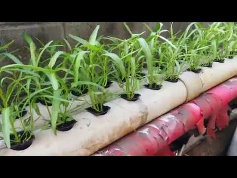 Taman kebun sayur hidroponik ku part 1  YouTube