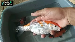 Cara Memijahkan Ikan Koi Untuk Pemula